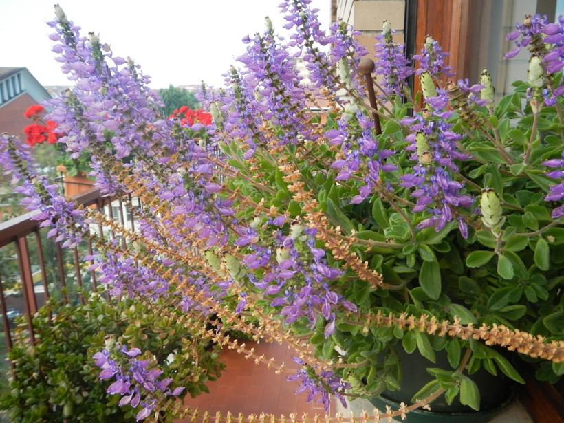 Pianta del Madagascar